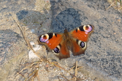 Aglais io