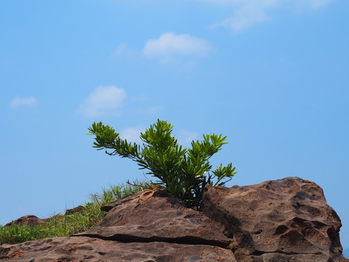 Podocarpus costalis