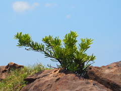 Podocarpus costalis