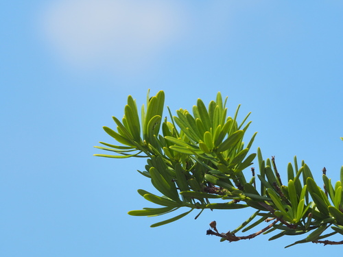 Podocarpus costalis