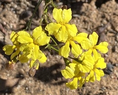Goodenia berardiana