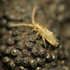 Paronellides