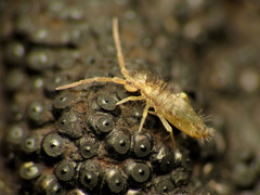 Paronellides