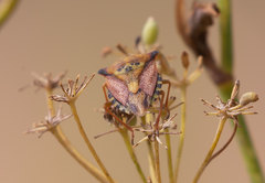 Carpocoris mediterraneus atlanticus