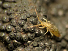 Paronellides