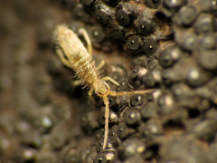 Paronellides