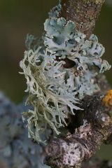Evernia prunastri