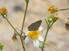 Luthrodes pandava peripatria