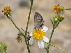 Luthrodes pandava peripatria