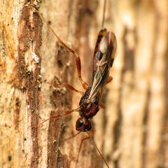 Doryctinae