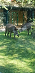Tapirus