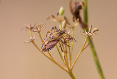 Carpocoris mediterraneus atlanticus