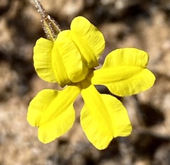 Goodenia berardiana