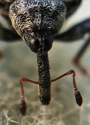 Cionus thapsus
