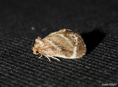 Packardia elegans