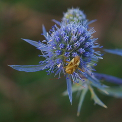 Adelphocoris lineolatus