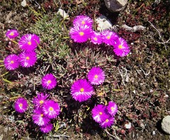 Lampranthus ceriseus