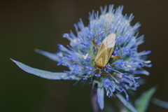 Adelphocoris lineolatus