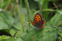 Lycaena phlaeas daimio
