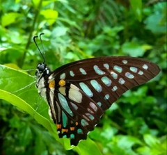 Graphium