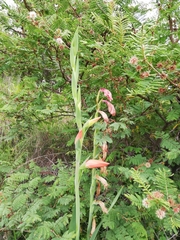 Gladiolus dalenii