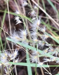 Melinis repens image