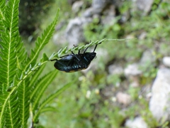 Pachycoris klugii