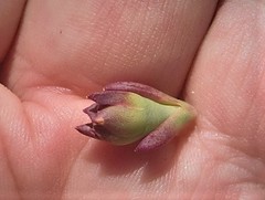 Lampranthus ceriseus