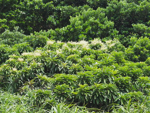 Semecarpus longifolius