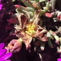 Lampranthus ceriseus