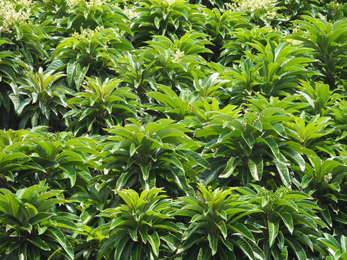 Semecarpus longifolius