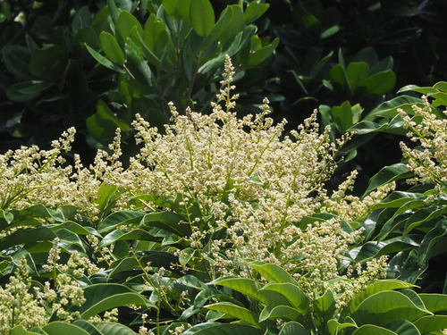 Semecarpus longifolius