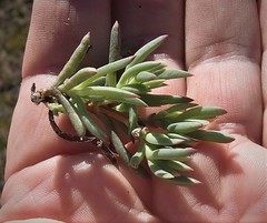 Lampranthus ceriseus