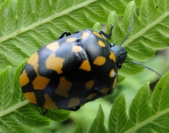 Pachycoris klugii