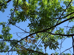 Fraxinus chinensis