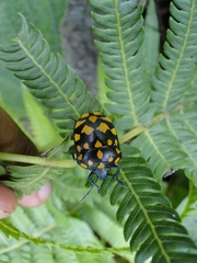 Pachycoris klugii