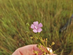 Agalinis skinneriana