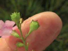 Agalinis skinneriana