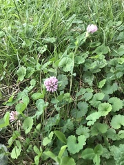 Trifolium pratense