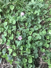 Trifolium pratense
