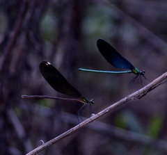 Matrona basilaris