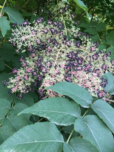 Japanese angelica tree
