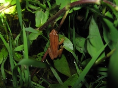 Dendropsophus nanus