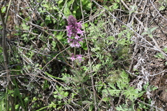 Pedicularis verticillata