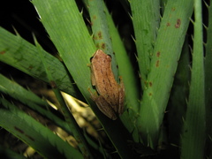 Dendropsophus nanus