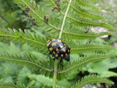 Pachycoris klugii