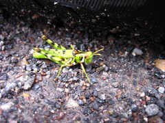 Bootettix argentatus