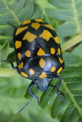Pachycoris klugii