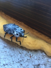 Capnodis cariosa