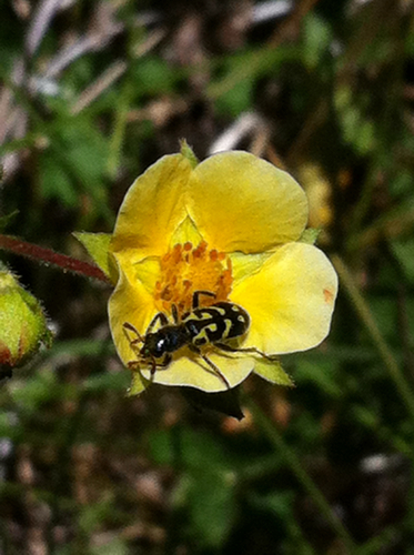 iNaturalist observation photo of Ornate Checkered Beetle